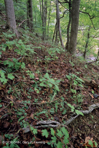 Llanura Costera Bosque Seco Calcáreo:007748 Llanura Costera Bosque Seco Calcáreo:007748