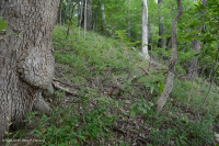 Llanura Costera Bosque Seco Calcáreo:007748 Llanura Costera Bosque Seco Calcáreo:007748