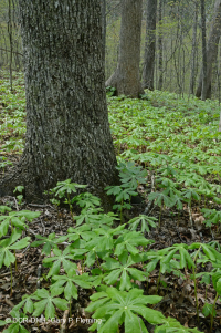 Inner Piedmont / Lower Blue Ridge Roble Básico - Bosque de nogal americano - CEGL008514 Inner Piedmont / Lower Blue Ridge Roble Básico - Bosque de nogal americano - CEGL008514