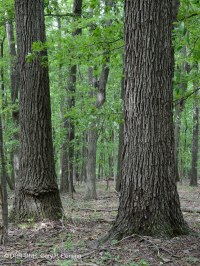 Inner Piedmont / Lower Blue Ridge Roble Básico - Bosque de nogal americano - CEGL008514 Inner Piedmont / Lower Blue Ridge Roble Básico - Bosque de nogal americano - CEGL008514
