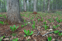 Inner Piedmont / Lower Blue Ridge Roble Básico - Bosque de nogal americano - CEGL008514 Inner Piedmont / Lower Blue Ridge Roble Básico - Bosque de nogal americano - CEGL008514