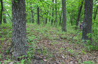 Inner Piedmont / Lower Blue Ridge Roble Básico - Bosque de nogal americano - CEGL008514 Inner Piedmont / Lower Blue Ridge Roble Básico - Bosque de nogal americano - CEGL008514