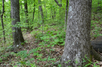 Inner Piedmont / Lower Blue Ridge Roble Básico - Bosque de nogal americano - CEGL008514 Inner Piedmont / Lower Blue Ridge Roble Básico - Bosque de nogal americano - CEGL008514