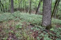 Inner Piedmont / Lower Blue Ridge Roble Básico - Bosque de nogal americano - CEGL008514 Inner Piedmont / Lower Blue Ridge Roble Básico - Bosque de nogal americano - CEGL008514