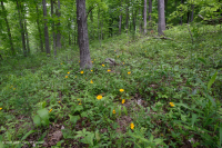 Roble básico del sur de Piamonte - Bosque de nogal americano - CEGL007232 Roble básico del sur de Piamonte - Bosque de nogal americano - CEGL007232