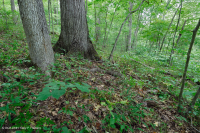 Roble básico del sur de Piamonte - Bosque de nogal americano - CEGL007232 Roble básico del sur de Piamonte - Bosque de nogal americano - CEGL007232