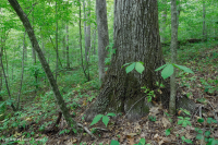 Roble básico del sur de Piamonte - Bosque de nogal americano - CEGL007232 Roble básico del sur de Piamonte - Bosque de nogal americano - CEGL007232