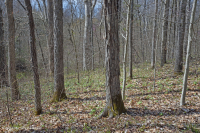 Roble básico del sur de Piamonte - Bosque de nogal americano - CEGL007232 Roble básico del sur de Piamonte - Bosque de nogal americano - CEGL007232