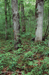 Roble básico del sur de Piamonte - Bosque de nogal americano - CEGL007232 Roble básico del sur de Piamonte - Bosque de nogal americano - CEGL007232