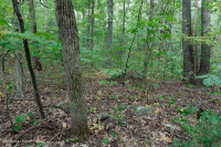 Roble básico del sur de Piamonte - Bosque de nogal americano - CEGL007232 Roble básico del sur de Piamonte - Bosque de nogal americano - CEGL007232