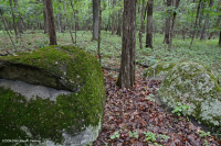 Roble Básico Hardpan del Norte - Bosque de nogal - CEGL006216 Roble Básico Hardpan del Norte - Bosque de nogal - CEGL006216