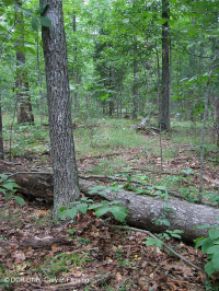 Roble Básico Hardpan del Norte - Bosque de nogal - CEGL006216 Roble Básico Hardpan del Norte - Bosque de nogal - CEGL006216