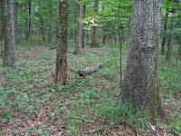 Roble Básico Hardpan del Norte - Bosque de nogal - CEGL006216 Roble Básico Hardpan del Norte - Bosque de nogal - CEGL006216