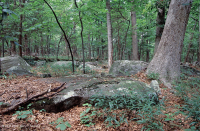 Roble Básico Hardpan del Norte - Bosque de nogal - CEGL006216 Roble Básico Hardpan del Norte - Bosque de nogal - CEGL006216