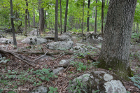 Roble básico de capa dura del norte - Bosque de nogal - CEGL006216 Roble básico de capa dura del norte - Bosque de nogal - CEGL006216
