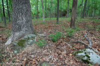 Roble Básico Hardpan del Norte - Bosque de nogal - CEGL006216 Roble Básico Hardpan del Norte - Bosque de nogal - CEGL006216