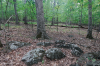 Roble Básico Hardpan del Norte - Bosque de nogal - CEGL006216 Roble Básico Hardpan del Norte - Bosque de nogal - CEGL006216