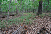 Roble Básico Hardpan del Norte - Bosque de nogal - CEGL006216 Roble Básico Hardpan del Norte - Bosque de nogal - CEGL006216