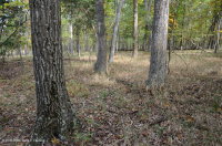 Roble Básico Hardpan del Norte - Bosque de nogal - CEGL006216 Roble Básico Hardpan del Norte - Bosque de nogal - CEGL006216