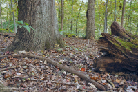 Roble Ácido Piamonte - Bosque de nogal americano - CEGL008475 Roble Ácido Piamonte - Bosque de nogal americano - CEGL008475