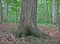 Roble Ácido Piamonte - Bosque de nogal americano - CEGL008475 Roble Ácido Piamonte - Bosque de nogal americano - CEGL008475