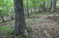 Roble Ácido Piamonte - Bosque de nogal americano - CEGL008475 Roble Ácido Piamonte - Bosque de nogal americano - CEGL008475