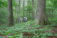 Roble Ácido Piamonte - Bosque de nogal americano - CEGL008475 Roble Ácido Piamonte - Bosque de nogal americano - CEGL008475