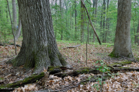 Roble Ácido Piamonte - Bosque de nogal americano - CEGL008475 Roble Ácido Piamonte - Bosque de nogal americano - CEGL008475