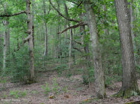 Roble Ácido Piamonte - Bosque de nogal americano - CEGL008475 Roble Ácido Piamonte - Bosque de nogal americano - CEGL008475