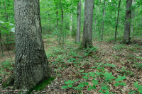 Roble Ácido Piamonte - Bosque de nogal americano - CEGL008475 Roble Ácido Piamonte - Bosque de nogal americano - CEGL008475