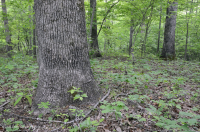 Roble Ácido Piamonte - Bosque de nogal americano - CEGL008475 Roble Ácido Piamonte - Bosque de nogal americano - CEGL008475