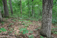 Roble Ácido Piamonte - Bosque de nogal americano - CEGL008475 Roble Ácido Piamonte - Bosque de nogal americano - CEGL008475