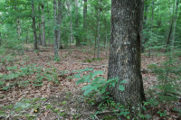 Roble Ácido Piamonte - Bosque de nogal americano - CEGL008475 Roble Ácido Piamonte - Bosque de nogal americano - CEGL008475