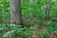 Roble Ácido Piamonte - Bosque de nogal americano - CEGL008475 Roble Ácido Piamonte - Bosque de nogal americano - CEGL008475