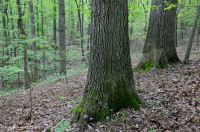 Roble Ácido Piamonte - Bosque de nogal americano - CEGL008475 Roble Ácido Piamonte - Bosque de nogal americano - CEGL008475