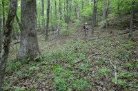 Roble Ácido Piamonte - Bosque de nogal americano - CEGL008475 Roble Ácido Piamonte - Bosque de nogal americano - CEGL008475