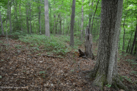 Roble Ácido Piamonte - Bosque de nogal americano - CEGL008475 Roble Ácido Piamonte - Bosque de nogal americano - CEGL008475