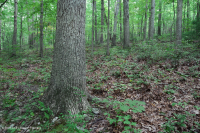 Roble ácido de los Apalaches centrales - Bosque de nogal americano - CEGL008515 Roble ácido de los Apalaches centrales - Bosque de nogal americano - CEGL008515