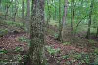Roble ácido de los Apalaches centrales - Bosque de nogal americano - CEGL008515 Roble ácido de los Apalaches centrales - Bosque de nogal americano - CEGL008515