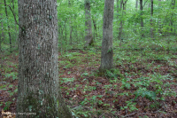 Roble ácido de los Apalaches centrales - Bosque de nogal americano - CEGL008515 Roble ácido de los Apalaches centrales - Bosque de nogal americano - CEGL008515