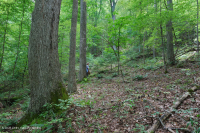 Roble ácido de los Apalaches centrales - Bosque de nogal americano - CEGL008515 Roble ácido de los Apalaches centrales - Bosque de nogal americano - CEGL008515