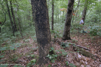 Roble ácido de los Apalaches centrales - Bosque de nogal americano - CEGL008515 Roble ácido de los Apalaches centrales - Bosque de nogal americano - CEGL008515