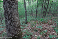 Roble ácido de los Apalaches centrales - Bosque de nogal americano - CEGL008515 Roble ácido de los Apalaches centrales - Bosque de nogal americano - CEGL008515