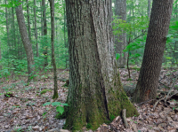 Bosque mixto de roble montano de los Apalaches del sur (roble rojo del norte - roble castaño tipo submésico) - CEGL004817 Bosque mixto de roble montano de los Apalaches del sur (roble rojo del norte - roble castaño tipo submésico) - CEGL004817