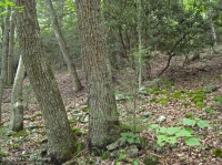 Bosque mixto de roble montano de los Apalaches del sur (roble rojo del norte - roble castaño tipo submésico) - CEGL004817 Bosque mixto de roble montano de los Apalaches del sur (roble rojo del norte - roble castaño tipo submésico) - CEGL004817