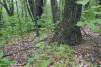 Roble castaño seco-mésico de los Apalaches centrales - Bosque de roble rojo del norte - CEGL006057 Roble castaño seco-mésico de los Apalaches centrales - Bosque de roble rojo del norte - CEGL006057