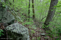 Roble castaño seco-mésico de los Apalaches centrales - Bosque de roble rojo del norte - CEGL006057 Roble castaño seco-mésico de los Apalaches centrales - Bosque de roble rojo del norte - CEGL006057