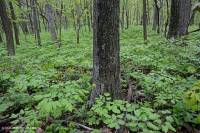 Roble montano de los Apalaches centrales - Bosque de nogal americano (tipo rico) - CEGL008518 Roble montano de los Apalaches centrales - Bosque de nogal americano (tipo rico) - CEGL008518