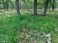 Roble montano de los Apalaches centrales - Bosque de nogal americano (tipo ácido) - CEGL008516 Roble montano de los Apalaches centrales - Bosque de nogal americano (tipo ácido) - CEGL008516