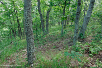 Roble montano de los Apalaches centrales - Bosque de nogal americano (tipo ácido) - CEGL008516 Roble montano de los Apalaches centrales - Bosque de nogal americano (tipo ácido) - CEGL008516